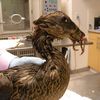 Poor Duck Euthanized After Being Mauled By Dog In Central Park
